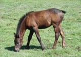horse-without-tail-hair-is-it-natural