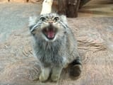 HISSSSSSSSS