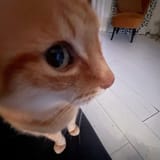 wtfcat