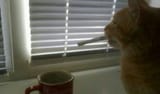 smoke