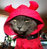 el gato diablo