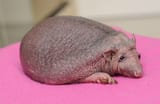 Baldhegehog