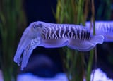 Cuttle