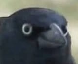 crow of approval