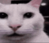 4646