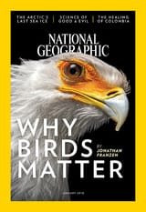 birds are important
