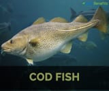 cod fish facts