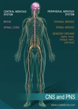 CNS-and-PNS