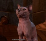 kot