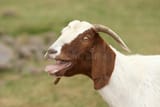 goat-13391535