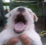 GuuoZgOXUAAorpO