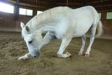 equine-bow