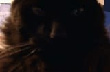 evil ass cat