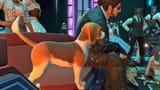 doggo