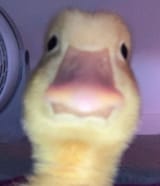 1753366543441170