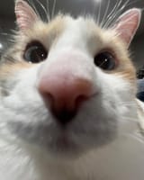 fatfatpankocat_1662240251_2919405285141124758_39625136655