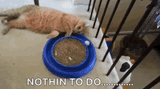 cat-bored