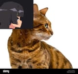 cat status