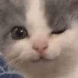 winkycat
