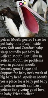 pelican