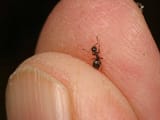 ant5-68294d7c0891210afc26d9716c15ba2433bb0eb0