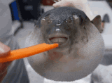 oh-blow-fish