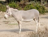 1280px-Equus_africanus_somaliensis_-_Réserve_africaine_de_Sigean_01[1]