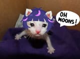 ohmoons
