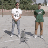 cat-whip