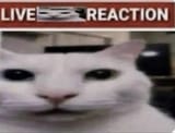 live cat reaction