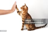 istockphoto-1443335715-170667a