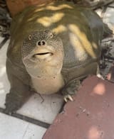 GpThDGja0AAVbqc