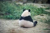 Sad Panda