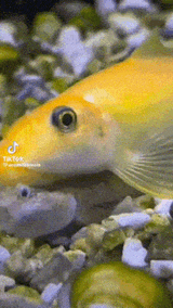 kiss kiss kiss