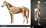 stock-photo-horse-skeleton-section-with-bones-x-ray-22169620