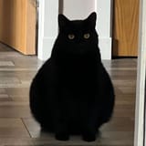 wide moonie