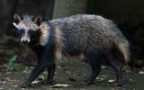 Raccoon Dog