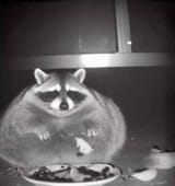 mfw