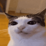 59608