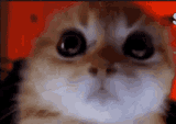 angry-cat