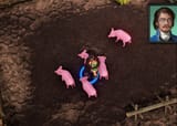 love amongst the pigs