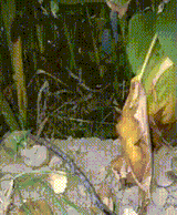 ambush