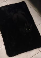 shadowmeld