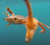 Command Crab