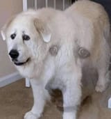 1000000435
