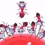 tenna ants