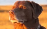 Brown dog eyes closed 29