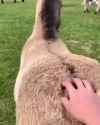 horsebutt_thumb.jpg