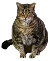 Fat montis
