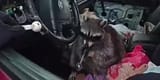 coon